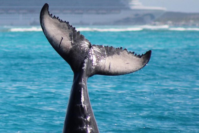 Private Whale Watching Charter (Grand Turk) - What the private catamaran changes