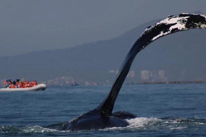 Private whale watching in Puerto Vallarta for 3 Hours - Key points at a glance