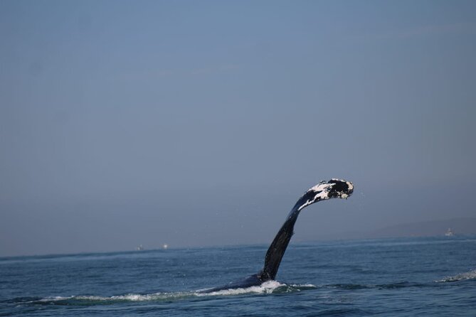 Private whale watching in Puerto Vallarta for 3 Hours - Searching Bay of Banderas for whales