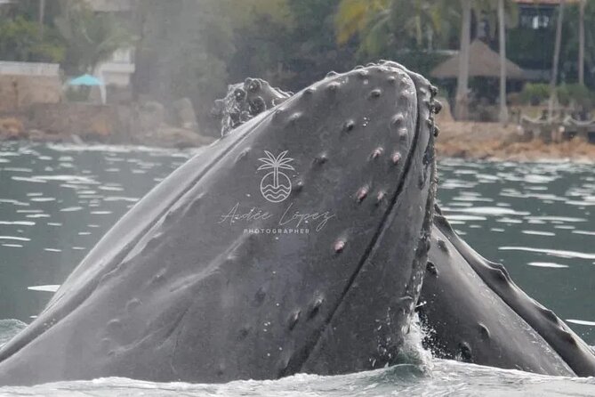 Private whale watching in Puerto Vallarta for 3 Hours - What the captain adds to the experience