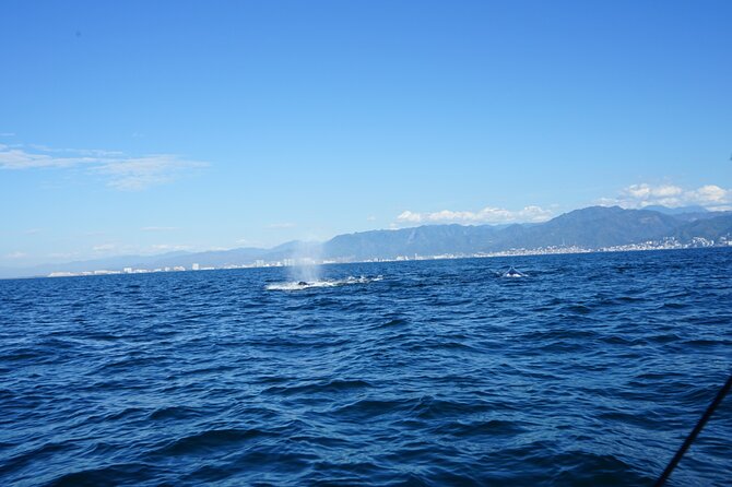 Private whale watching in Puerto Vallarta for 3 Hours - What is included, and what is not
