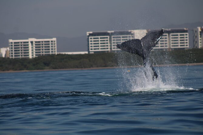 Private whale watching in Puerto Vallarta for 3 Hours - Who will get the most from this whale trip