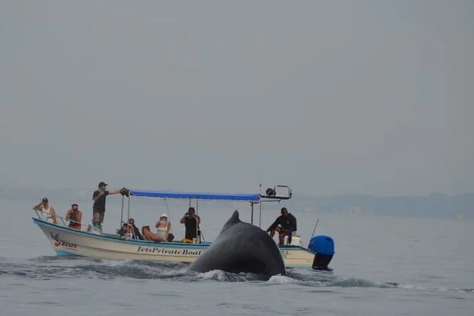 Private whale watching in Puerto Vallarta for 3 Hours - Practical planning for the three-hour outing
