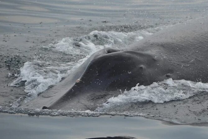 Private whale watching in Puerto Vallarta for 3 Hours - Is $315 good value?