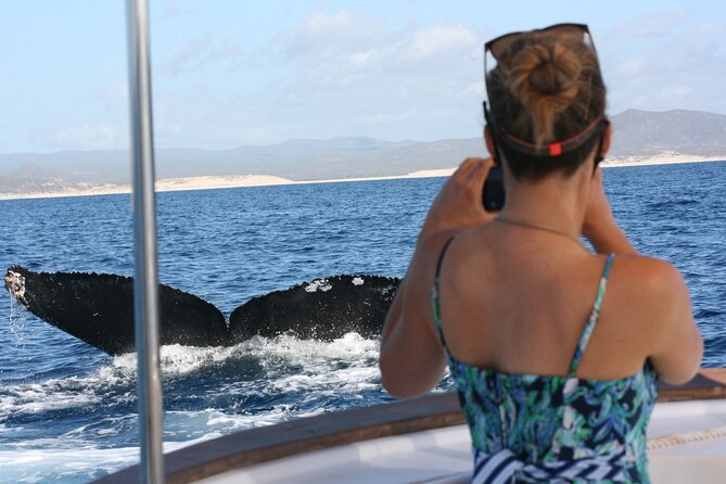 Private Whale Watching in San José del Cabo - Key points to know before you book