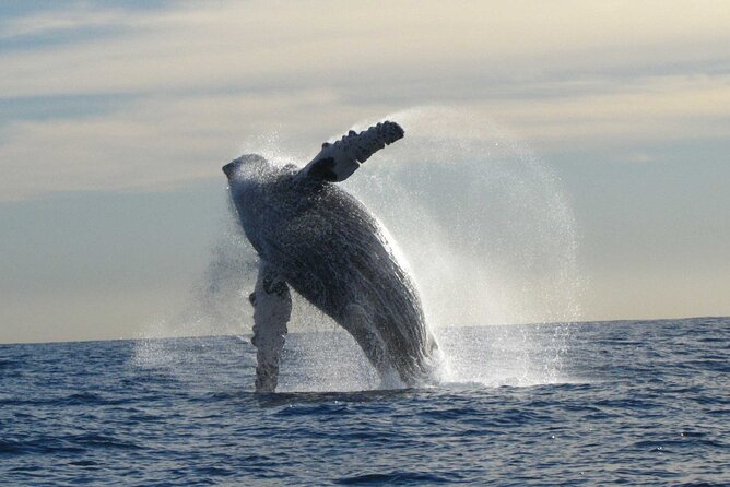 Private Whale Watching in San José del Cabo - Guides who add more than narration