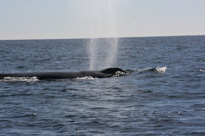 Private Whale Watching in San José del Cabo - The boat, shade, photos, and comfort