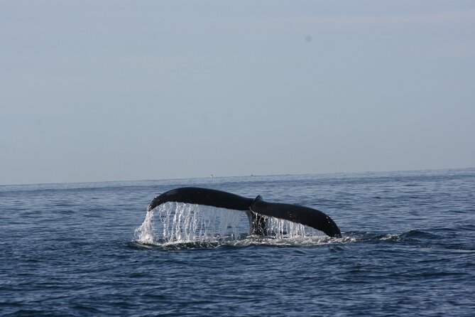 Private Whale Watching in San José del Cabo - How much value do you get for $200?
