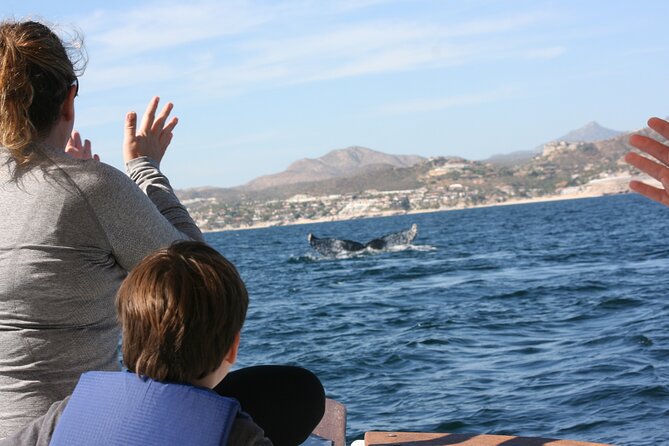 Private Whale Watching in San José del Cabo - The main risk: nature and operations do not always cooperate