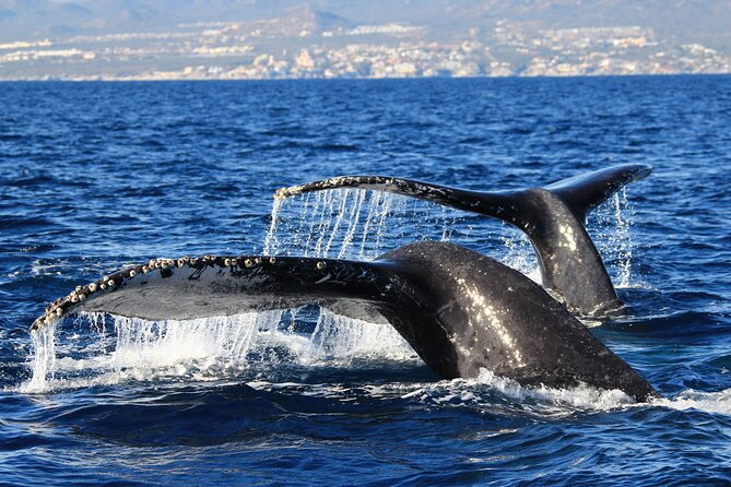 Private Whale Watching in San José del Cabo - Who will get the most from this tour