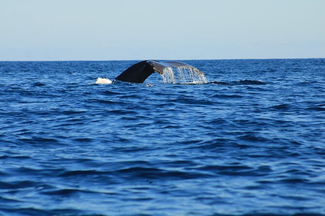 Private Whale Watching in San Jose Del Cabo snack,drinks,Warranty - Key points to know before booking