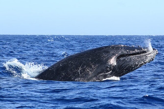 Private Whale Watching in San Jose Del Cabo snack,drinks,Warranty - Snacks, water, and soft drinks on board
