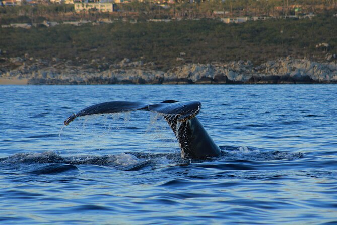 Private Whale Watching in San Jose Del Cabo snack,drinks,Warranty - Responsible whale watching without a staged encounter