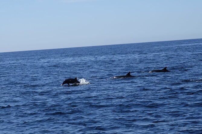 Private Whale Watching in San Jose Del Cabo snack,drinks,Warranty - Weather, cancellations, and basic planning