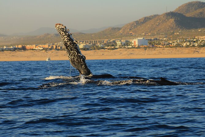 Private Whale Watching in San Jose Del Cabo snack,drinks,Warranty - A private boat changes the feel of the outing