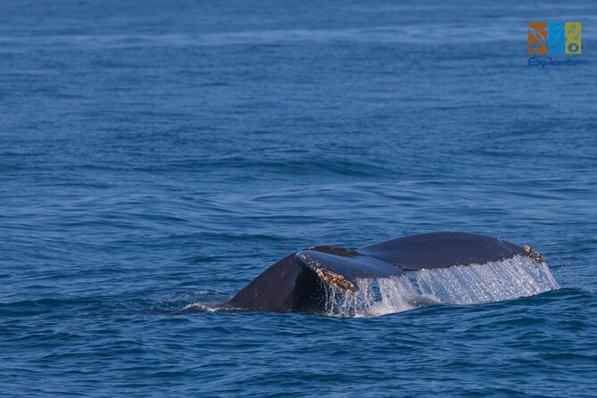Private Whale watching Puerto Vallarta - What the three-hour whale watch is really like