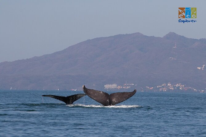 Private Whale watching Puerto Vallarta - Whales are the headline, but keep watching for dolphins and turtles