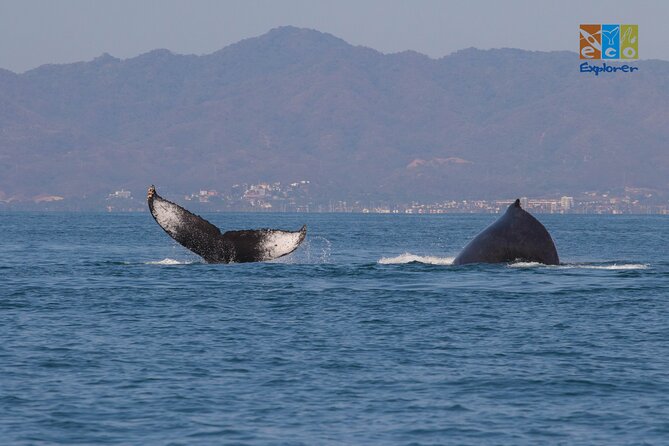 Private Whale watching Puerto Vallarta - What is included, and what you should budget for