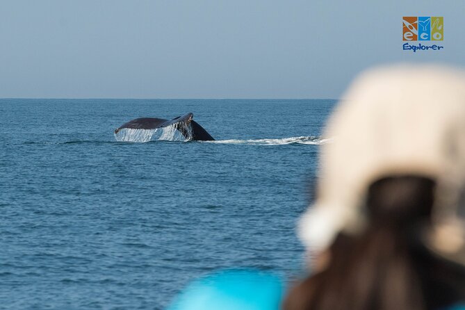 Private Whale watching Puerto Vallarta - Who will enjoy this private Puerto Vallarta outing
