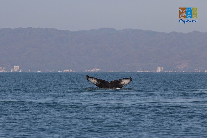 Private Whale watching Puerto Vallarta - Practical details that can make the day easier
