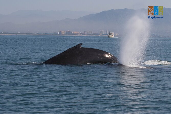 Private Whale watching Puerto Vallarta - Should you book this whale watch?