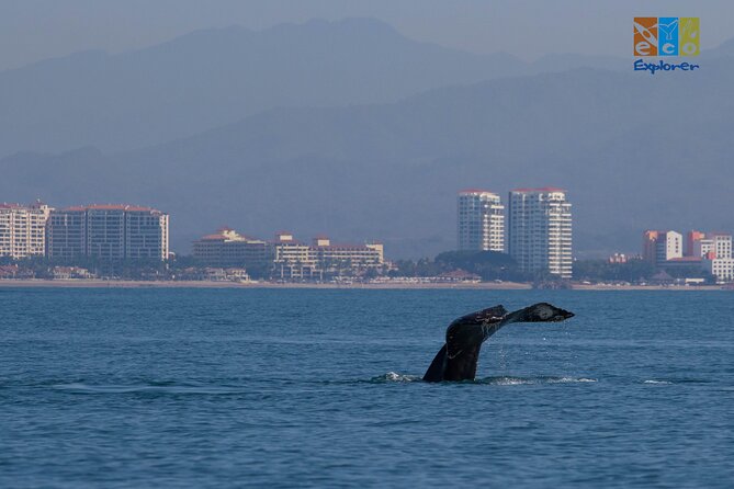 Private Whale watching Puerto Vallarta - The guides and the quality of the wildlife search