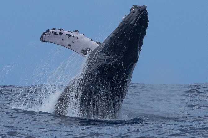 Private Whale Watching Safari from North Shore Oahu - Watching for whales in open water