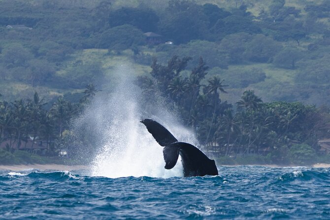 Private Whale Watching Safari from North Shore Oahu - The value of a two-hour private boat