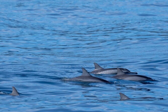 Private Whale Watching Safari from North Shore Oahu - Adding a sunset to the whale search