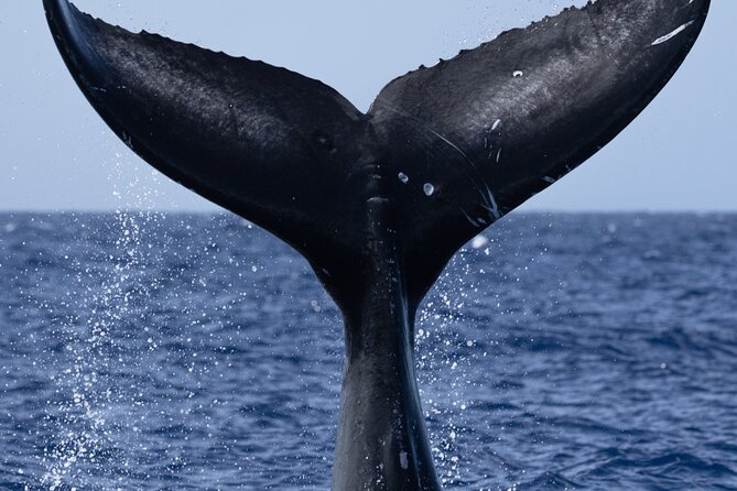 Private Whale Watching Safari from North Shore Oahu - Should you book the Haleiwa whale safari?