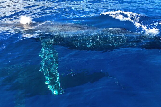 Private Whale Watching Safari from North Shore Oahu - Waimea Bay, where surf and sacred sites meet