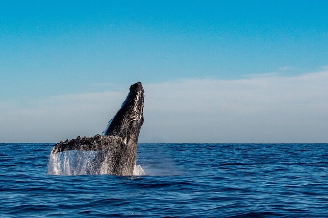 Private Whale Watching Sailing Adventure - Reading the water for humpback whales