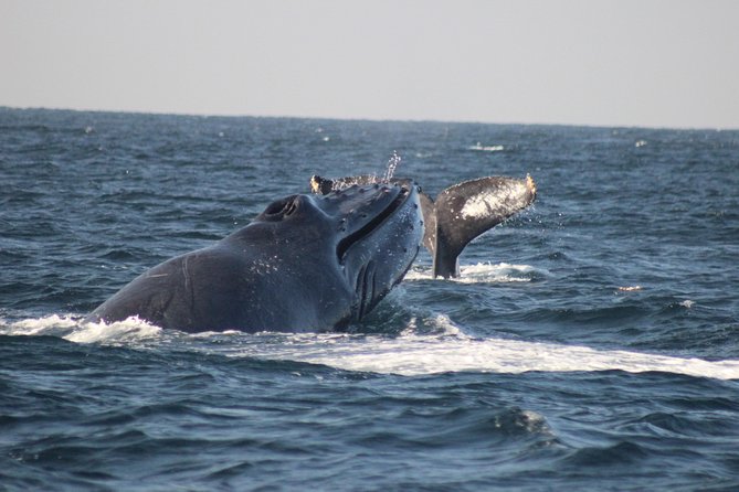 Private Whale Watching Tour in Puerto Vallarta - Key points to know before booking