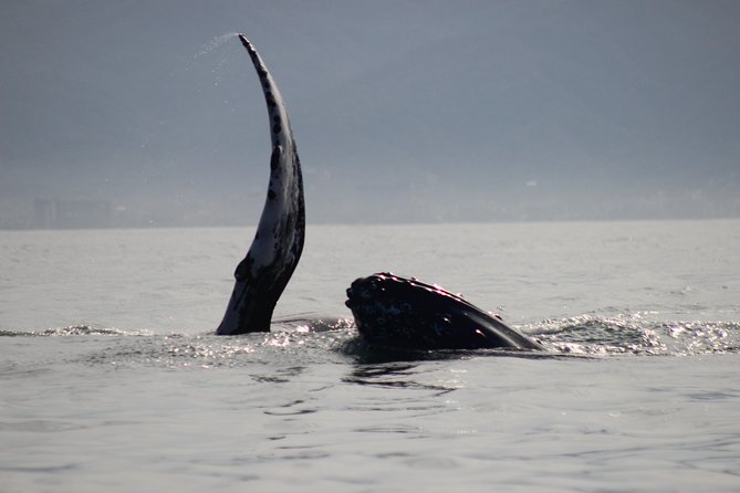 Private Whale Watching Tour in Puerto Vallarta - Why a private whale watch works so well in Puerto Vallarta
