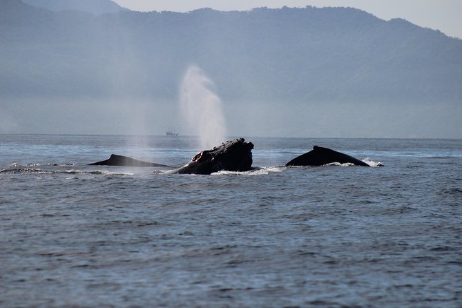 Private Whale Watching Tour in Puerto Vallarta - What else you might see between whale sightings
