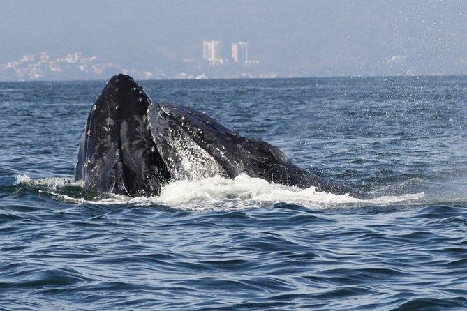 Private Whale Watching Tour in Puerto Vallarta - Lunch turns the boat into a floating café