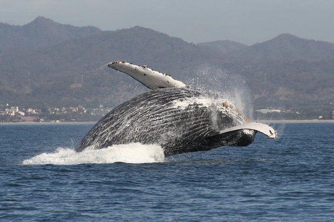 Private Whale Watching Tour in Puerto Vallarta - A boat setup that suits families