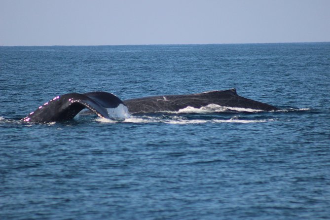 Private Whale Watching Tour in Puerto Vallarta - How much value do you get for $760?