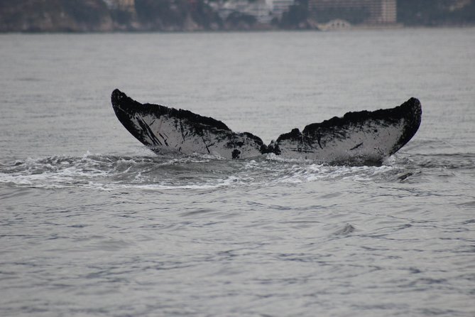 Private Whale Watching Tour in Puerto Vallarta - Morning or afternoon departure?