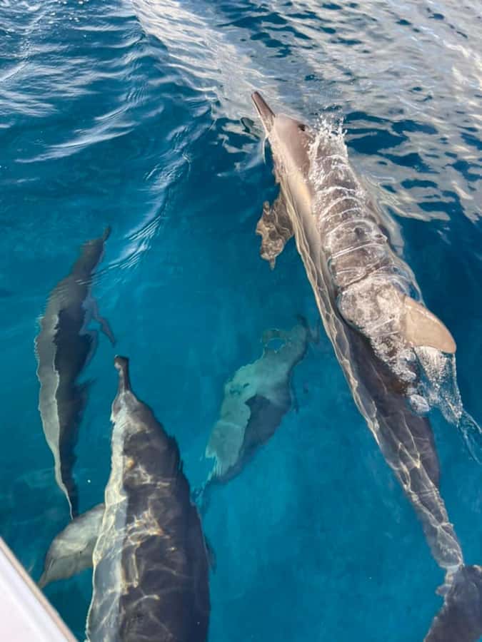 Private :Whales and dolphins watching/Swimming with dolphins - Key points to know before booking