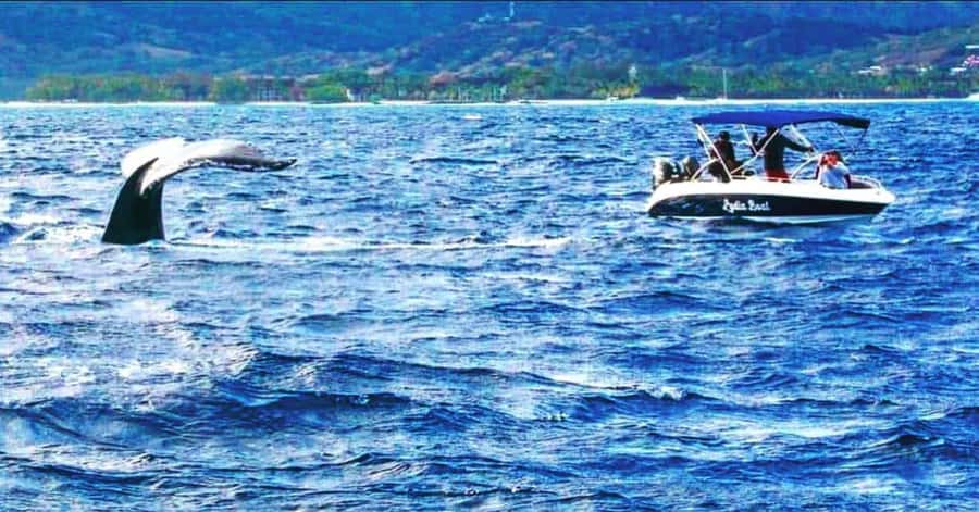 Private :Whales and dolphins watching/Swimming with dolphins - Starting at Le Morne Public Beach