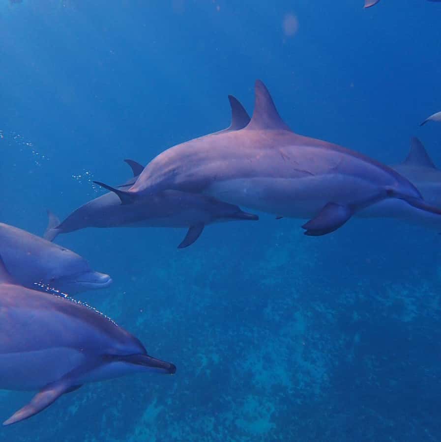 Private :Whales and dolphins watching/Swimming with dolphins - Entering the water with a guide