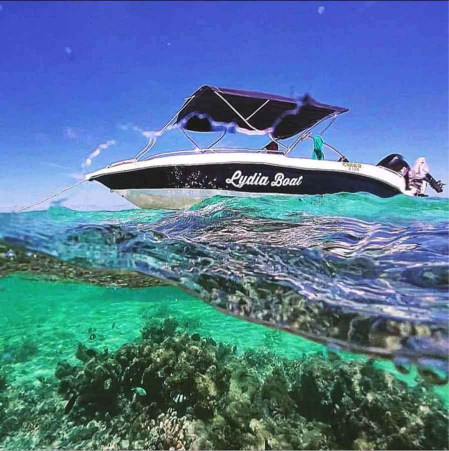 Private :Whales and dolphins watching/Swimming with dolphins - Why Le Morne adds to the trip