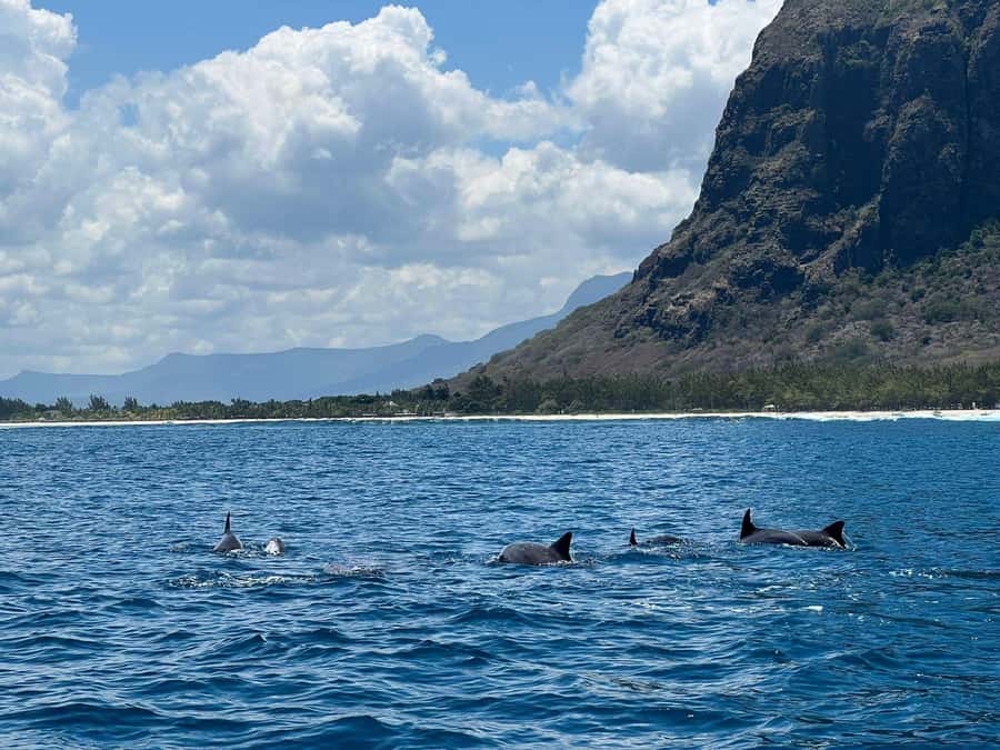 Private :Whales and dolphins watching/Swimming with dolphins - Who will enjoy this dolphin tour most?