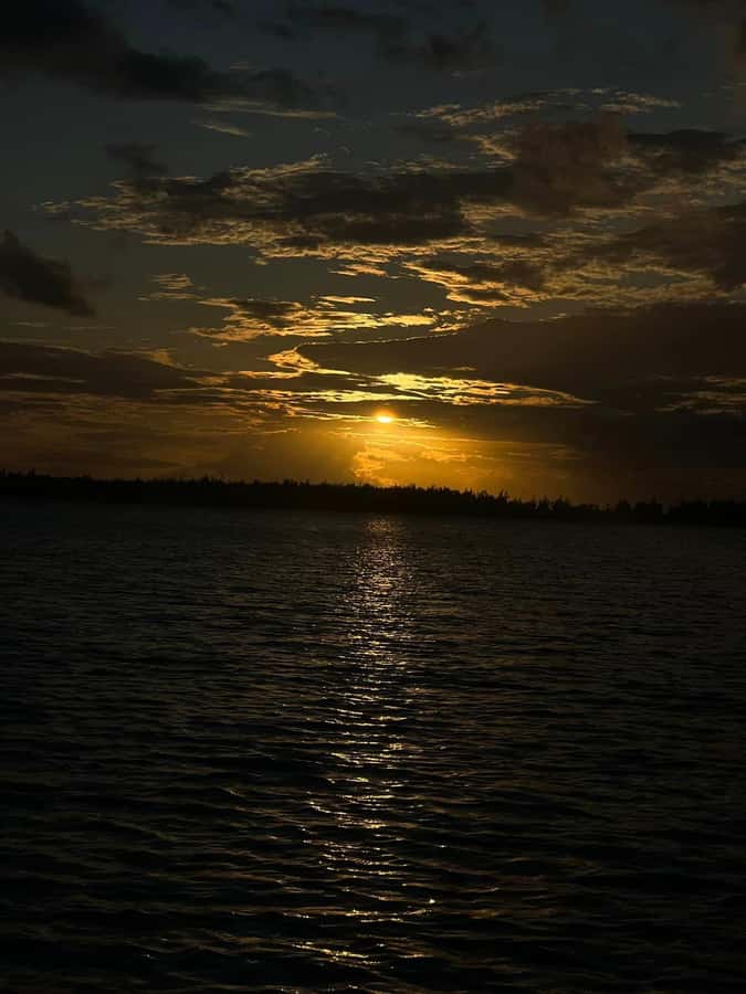 Private :Whales and dolphins watching/Swimming with dolphins - Booking advice and cancellation flexibility