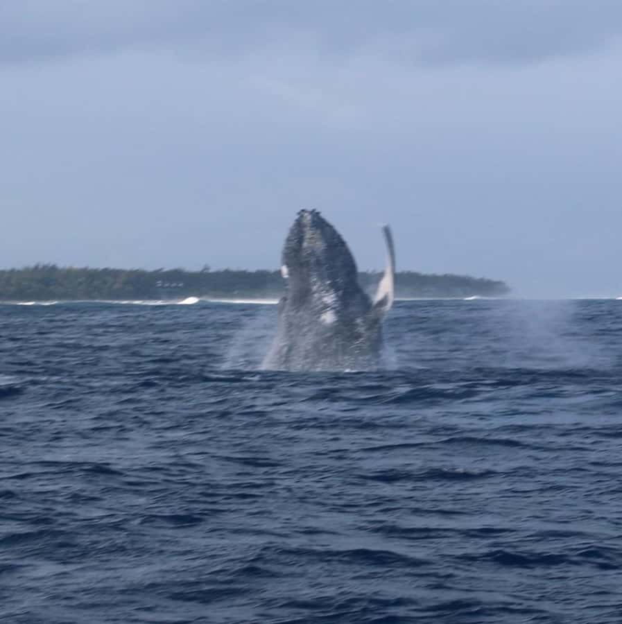 Private :Whales and dolphins watching/Swimming with dolphins - Watching dolphins in open water