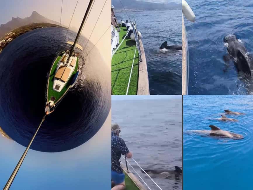 Private Whales & Dolphins Excursion: for you exclusively! - Around 30 minutes watching whales and dolphins