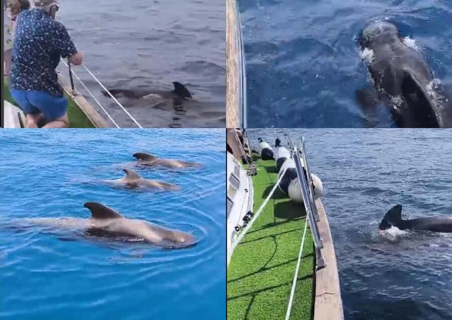 Private Whales & Dolphins Excursion: for you exclusively! - Cruising along the Costa Adeje coast
