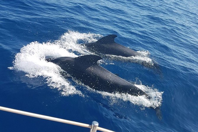 Private Yacht Tour With Whale and Dolphin Watching 42 Foot Boat - Choosing three hours or six hours