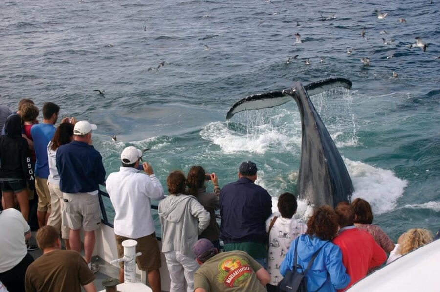 Provincetown: Whale Watching Cruise - Key points to know before you go